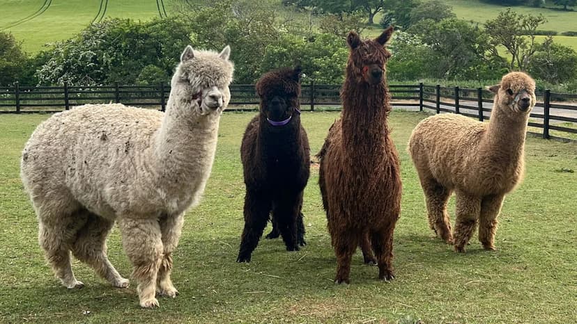 Alpacas Offer Unique Therapy for SEND Students