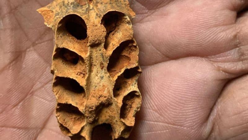Ancient Bees Nested in Fossil Teeth Sockets!