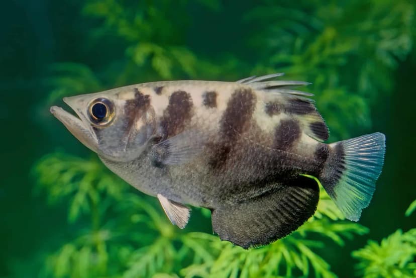 Archerfish: Nature's Tiny Snipers