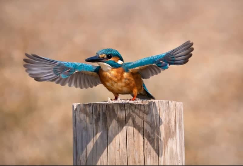 Psychiatrist's Bird Photos Inspire Patients