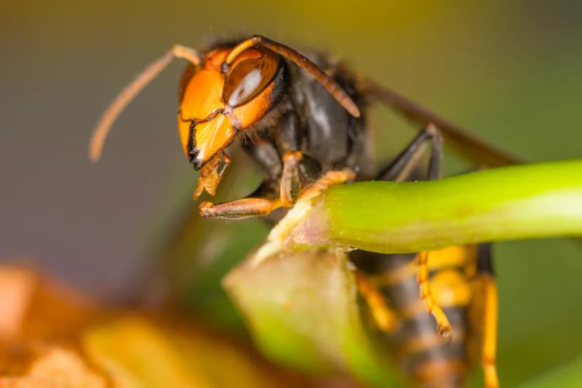 First Asian Hornet Nest Found in Wales!