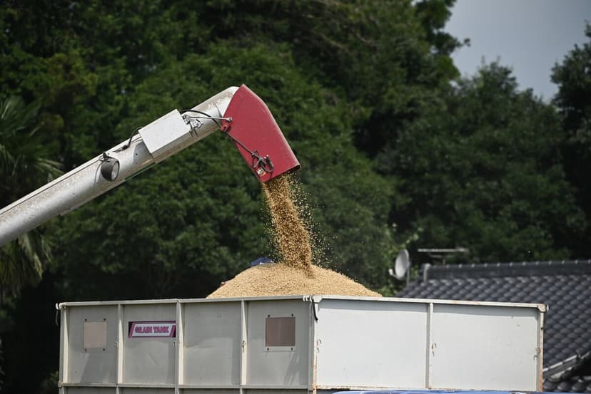 Asian Rice Prices Hit 20-Year High Amidst Crisis