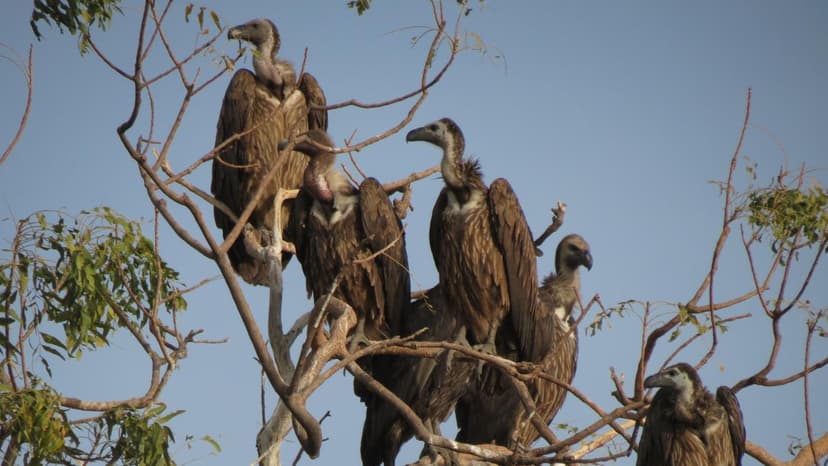Vultures Take Flight: Assam Prepares for Wild Reintroduction
