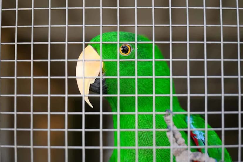 Australia's Wildlife Stolen: A Growing Crisis