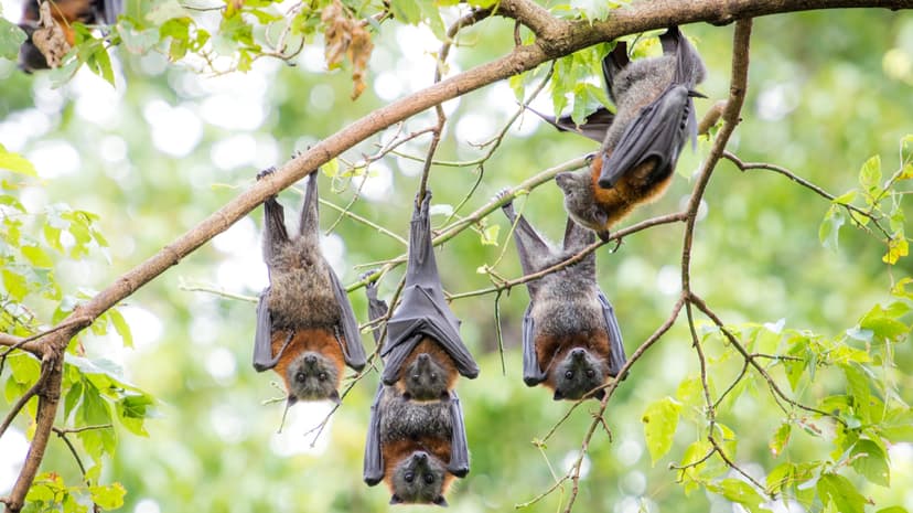 Fruit Bats: Unsung Heroes of Australian Forests