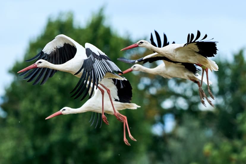 Madrid's Storks: Avian Flu Outbreak Alarms Capital