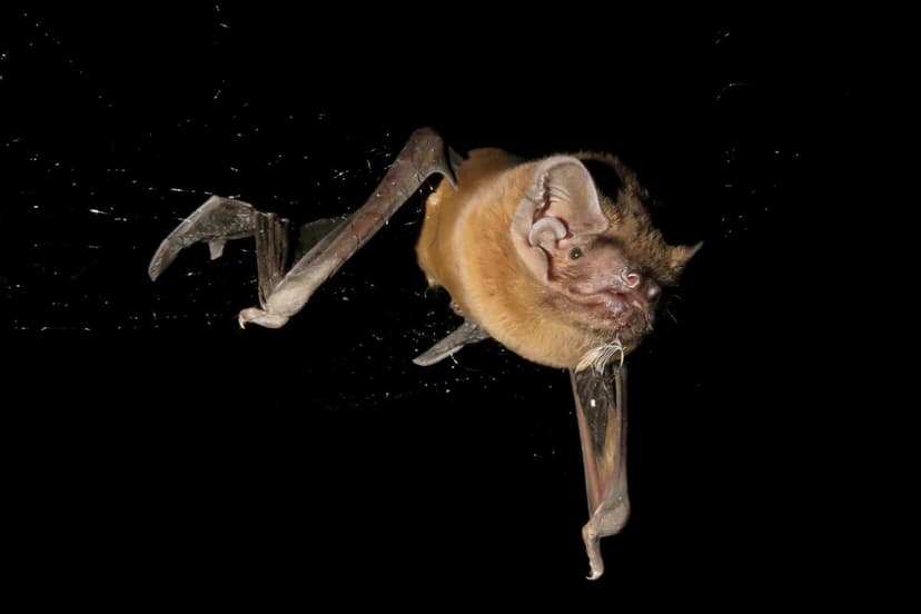 Bats Caught Hunting and Eating Birds Mid-Flight in Stunning Discovery