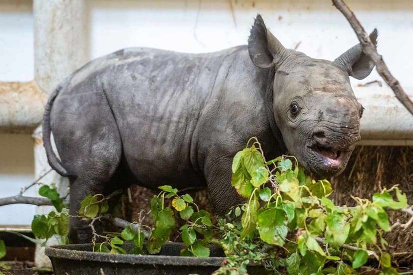 Critically Endangered Rhino Calf Born at Cleveland Zoo, Awaits Name Reveal
