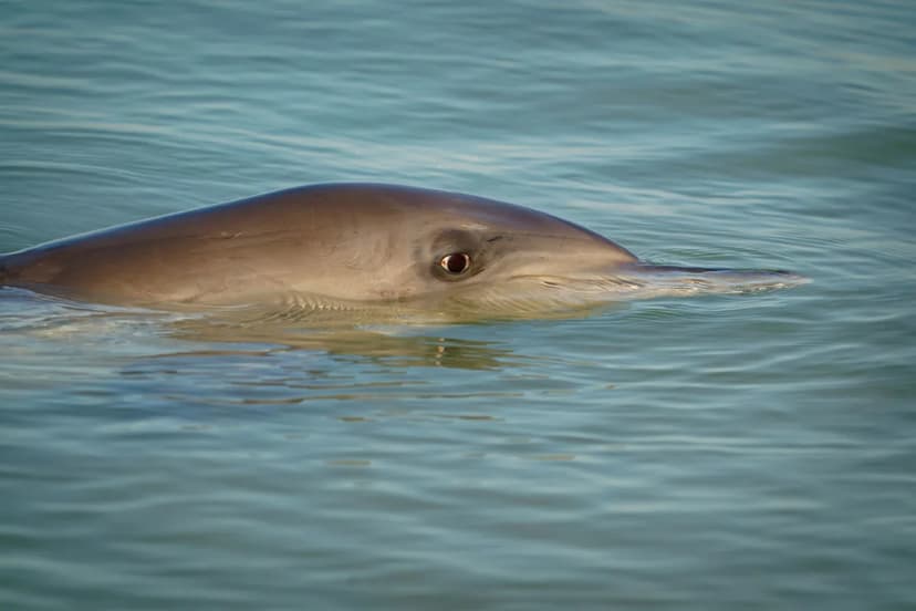 Microplastics Contaminate Endangered Indus River Dolphins