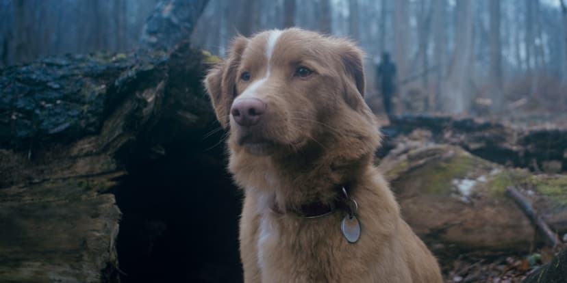 Indie Explosion and Haunted House Horror Dominate Weekend Releases
