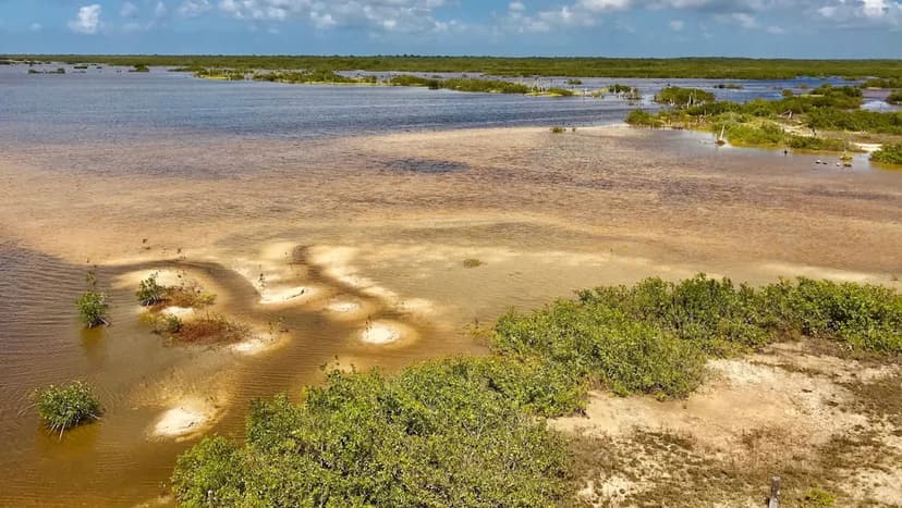 Mexico Cracks Down on Illegal Deforestation, Seizes Mennonite Properties
