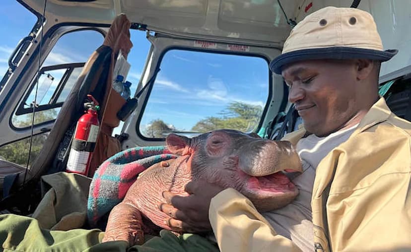 Baby Hippo 'Bumpy' Rescued and Cared For in Kenya