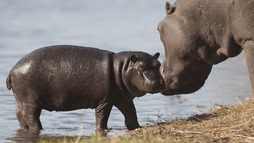 Baby Hippo Protests Mom Eating Her 'Pillow'