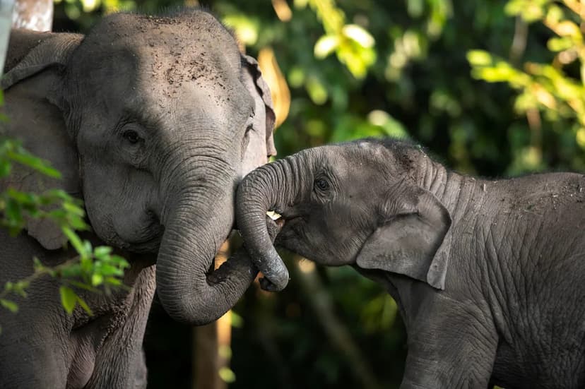 Elephant Resurgence Brings Peril to Central India Locals