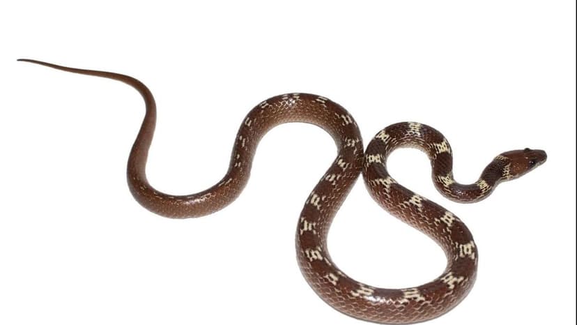 Tezpur University Discovers Diverse Snake Population on Campus