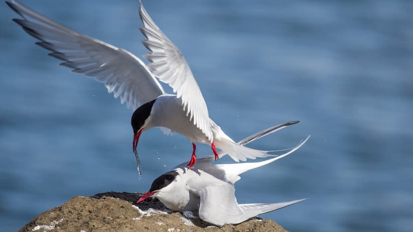 Arctic Tern's Epic 70,000 km Migration Revealed