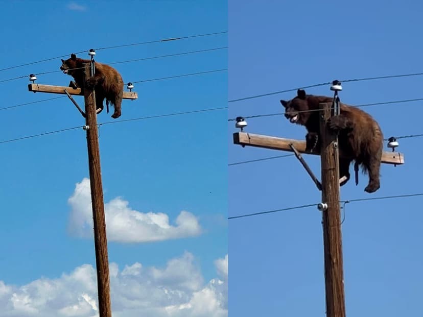 Bear Electrocuted After Clinging to Power Pole