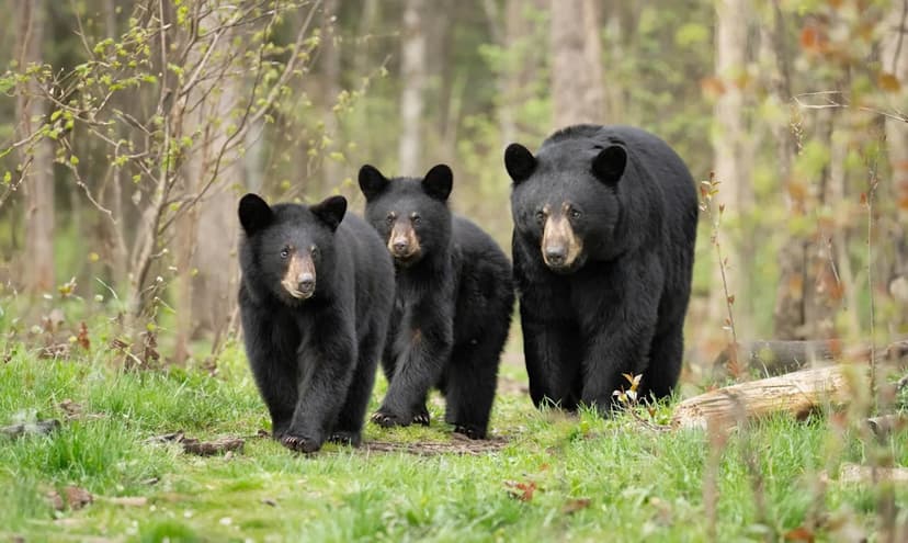 Mama Bear Hijacks Jeep for Cub Nap!