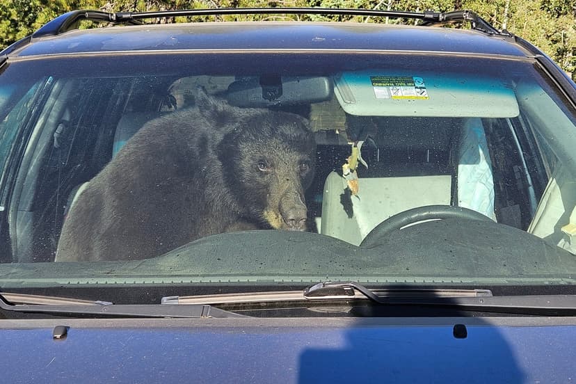 Bear Trapped in SUV Triggers Car Horn All Night