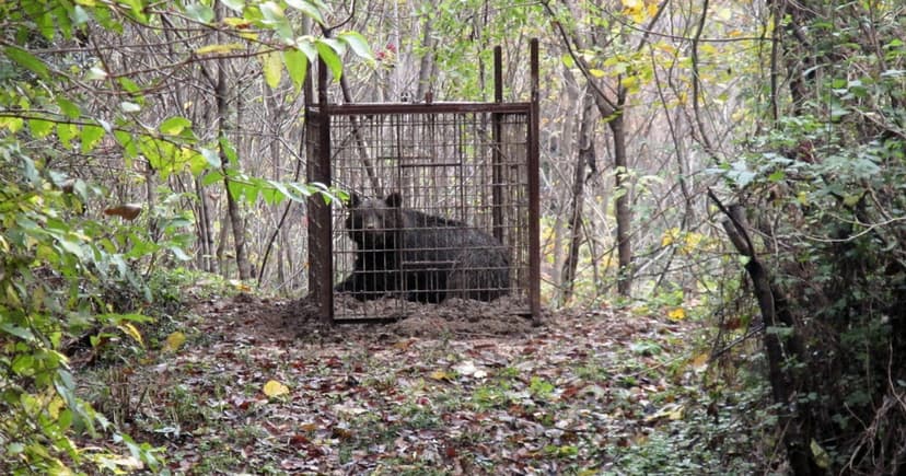 Study: Fruit, not acorns, draws bears.