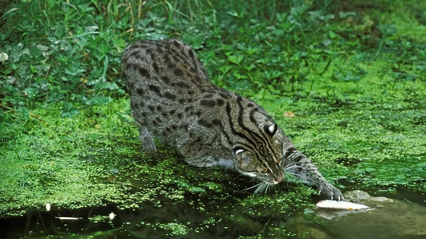 Rare Fishing Cat Sighting Exposes Surprising Hunting Behavior in Sundarbans