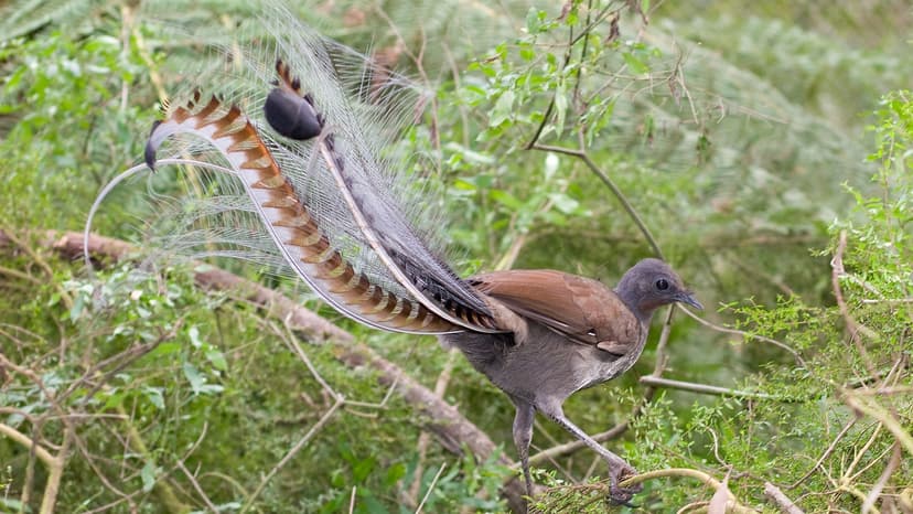 Lyrebird's Uncanny Mimicry Stuns Scientists and Nature Lovers