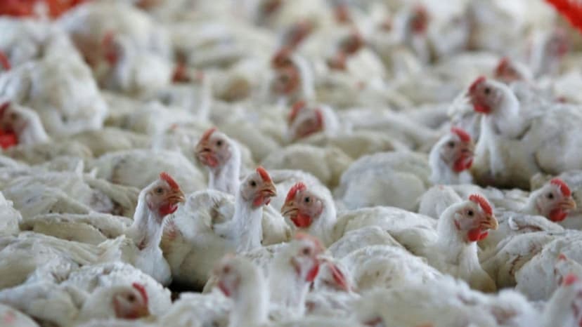 Bird Flu Alert: 1.5 Lakh Chickens to Be Culled in Navapur