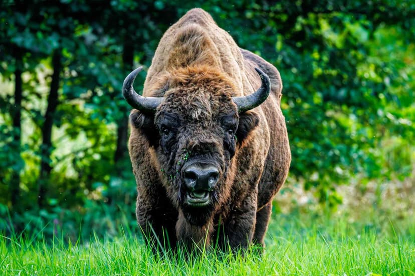 Bison Roam Britain Again After 6,000 Years