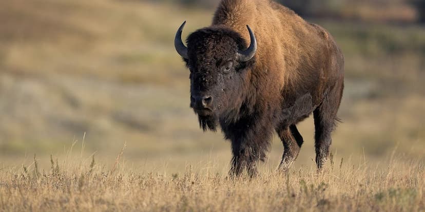 Bison's Tire-Rending Rage Caught on Video