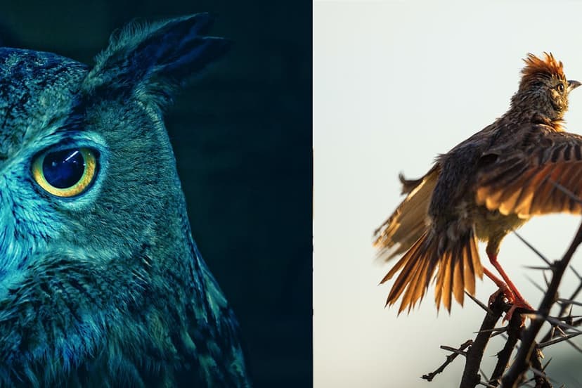 Your Body's Clock: Unlock Peak Performance Now!