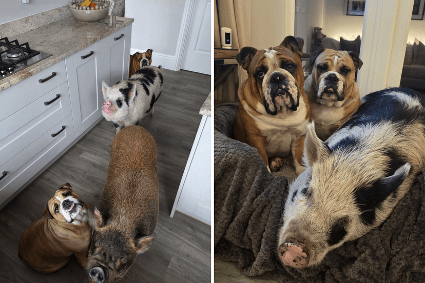 Bulldogs and Pigs: Unlikely Siblings on Viral Walks