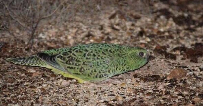 Largest Known Population of Endangered Night Parrot Discovered in Australia