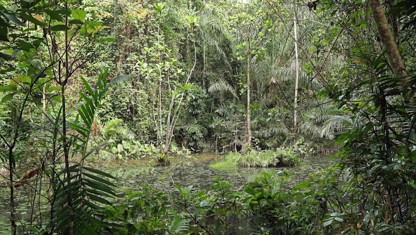 Ankasa Park's Hunting Ban Boosts Wildlife Populations