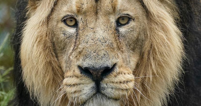 Beloved TV Lion Iblis Dies at Chester Zoo After 15 Years