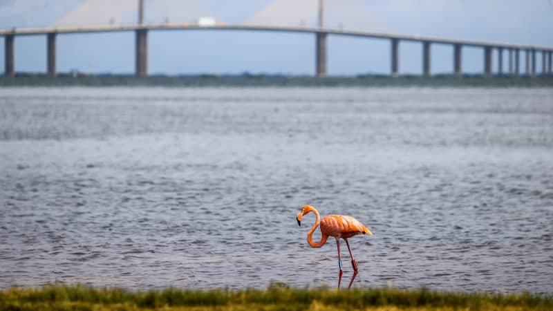Rescued Flamingo's Incredible Journey Reveals Comeback of Native Florida Flock