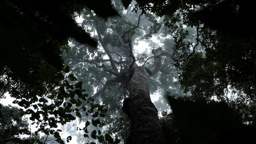 $4 Billion Fund to Pay Countries for Preserving Tropical Forests