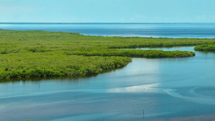 Invasive Swamp Eels Reshape Everglades, Endanger Native Species