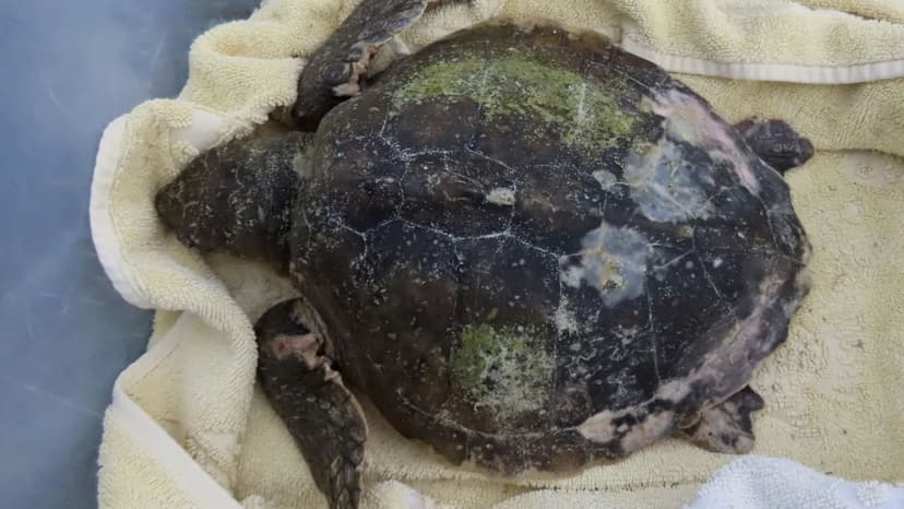 Rare Sea Turtle Rescued from Scottish Beach, Thousands of Miles from Home