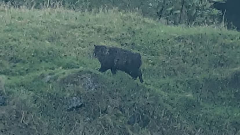 Lorry Driver Spots Dartmoor "Beast", Finds Chubby Tabby Cat
