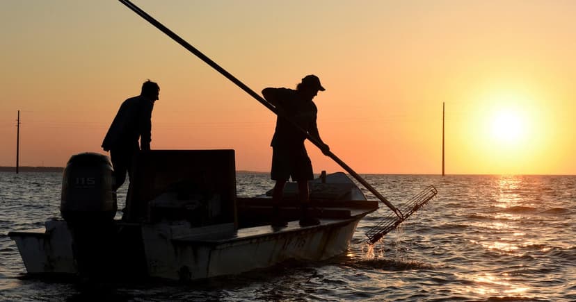Apalachicola Bay Reopens for Oyster Harvesting After 5-Year Closure