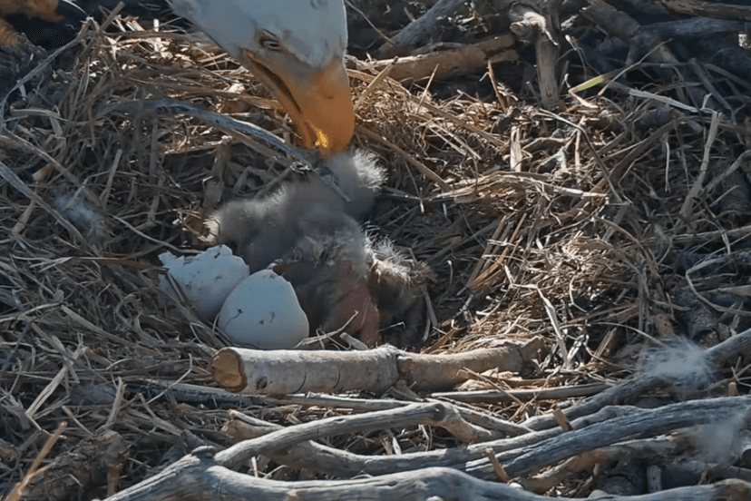 Easter Miracle: Jackie & Shadow's Eaglets Hatch