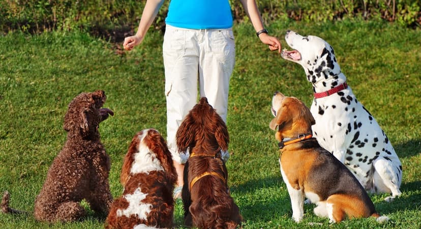 Canadian Dogs Attend School for a Full Day