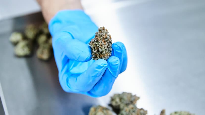 Cannabis: Hype vs. Health Reality