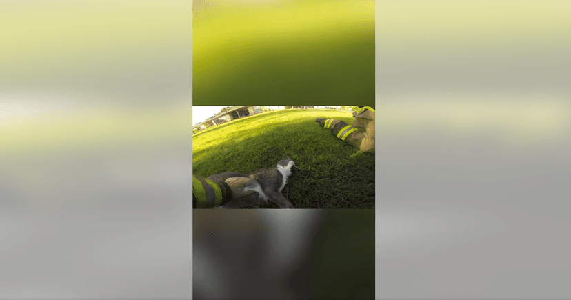 Heroic Firefighters Revive Unconscious Cats