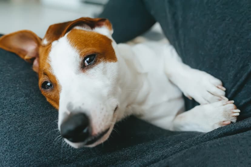 CBD Calms Aggressive Dogs, Study Finds