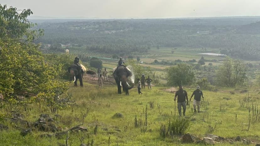 Worn-Out Tiger Captured After Deadly Attacks in Mysuru
