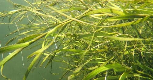Chesapeake Bay Grasses Surge 13% in 2025