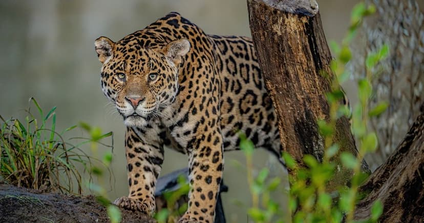 UK's Best Zoo Named: A Conservation Powerhouse