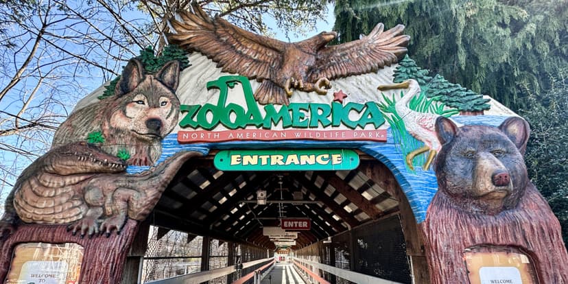 Toddler's Zoo Adventure: Hand Touched by Wolf