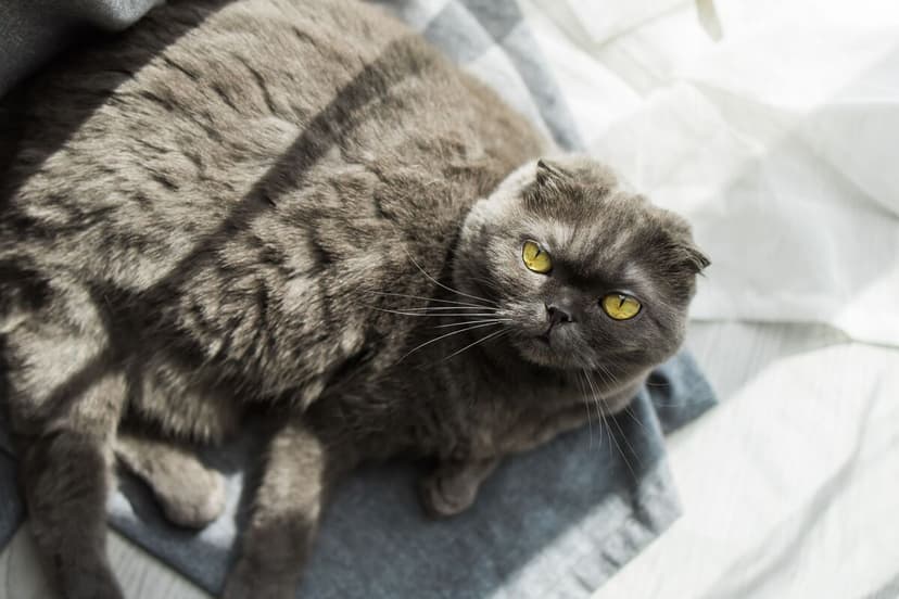 Pet Obesity Crisis: China Approves Cat Drug